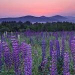 A field of purple flowers in New Hampshire at sunset.